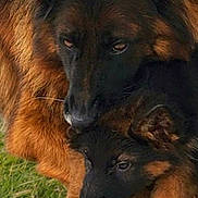 Etta And Baby Izzy joined the competition — help win amazing prizes! dog, puppy, canine, animal, fur, brown_fur, black_fur, grass, outdoor, nature, affection, bond, close_up, resting, nuzzling, pets, mammal, eyes, ears, paw