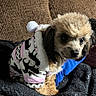 dog, puppy, hoodie, clothing, pet, cute, fluffy, brown, black, white, pink, pom_pom, blanket, indoor, couch, texture, furniture, small_dog, pet_clothing, curious