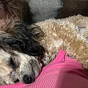Raven Jane is registered to the contest to win money with this photo: dog, sleeping, person, glasses, pink_clothing, cuddling, resting, indoor, closeup, curly_fur, brown_fur, black_nose, face, pet, companion, comfort, relaxation, furry, cute, nap