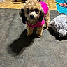 Raven Jane joined the competition — help win amazing prizes! dog, small_dog, pink_sweater, curly_fur, indoor, shadow, plush_toy, floor, person_legs, carpet, toy, brown_fur, black_ears, pet, cute, alert, standing, furniture, household, cozy