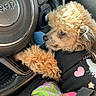 Raven Jane joined the competition — help win amazing prizes! dog, pet, curly_hair, steering_wheel, car_interior, clothing, paw, seat, cute, focused, resting, fur, black_clothing, pink_heart, purple_clothing, seatbelt, toy, small_dog, indoor, closeup