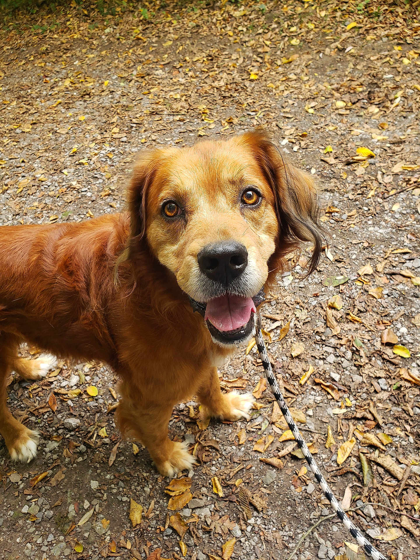 Lucky participe au concours pour gagner de l'argent avec cette photo : dog, golden_brown, leash, outdoor, trail, leaves, earth, animal, pet, canine, fur, ears, eyes, mouth, tongue, walking, nature, forest_floor, happy, looking_up