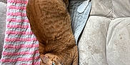 Georgie is registered to the contest to win money with this photo: animal, blanket, cat, couch, cozy, curious, cute, domestic, fur, furniture, ginger_cat, home, indoor, looking, pet, pink, relaxed, resting, striped, white