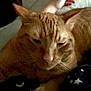 Georgie is registered to the contest to win money with this photo: animal, bed, bedding, cat, closeup, cozy, cute, domestic_animal, feline, fur, indoor, orange_tabby, patterned, paw, pet, relaxed, resting, sleep, sleepy, whiskers