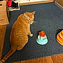 Georgie is registered to the contest to win money with this photo: animal, ball, box, carpet, cat, corner, domestic, door, feline, flooring, home, household, indoor, orange_tabby, pet, playful, shelf, shoes, toy, wood_floor
