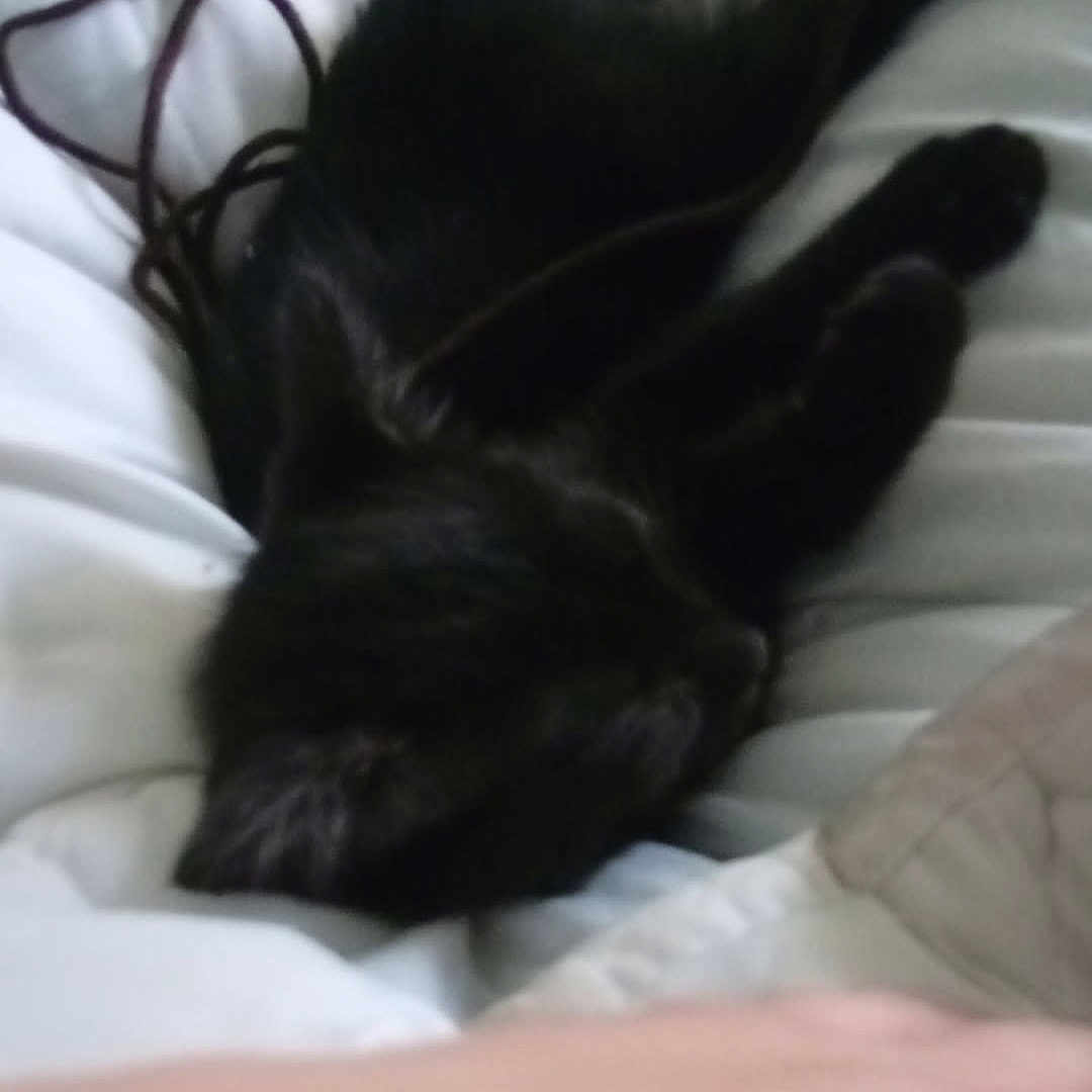 Mimine a rejoint le concours — aidez-le/la à gagner de superbes lots ! animal, bed, black_cat, blanket, cord, couch, domestic_animal, feline, fur, hand, indoor, lying_down, mammal, nap, pet, resting, sleeping, tangled, white_bed, young_cat