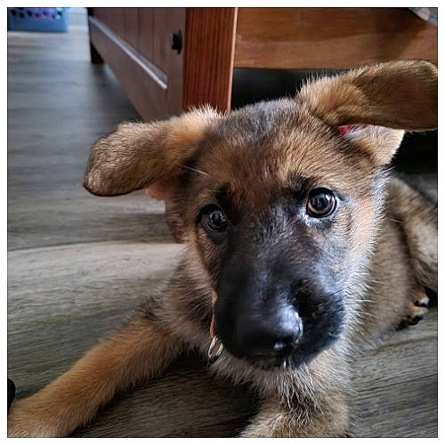 Torvi is registered to the contest to win money with this photo: carnivore, companion_dog, dog, dog_breed, door, fawn, flooring, fur, hardwood, paw, snout, sporting_group, street_dog, tail, terrestrial_animal, whiskers, wood, wood_stain, working_animal, working_dog
