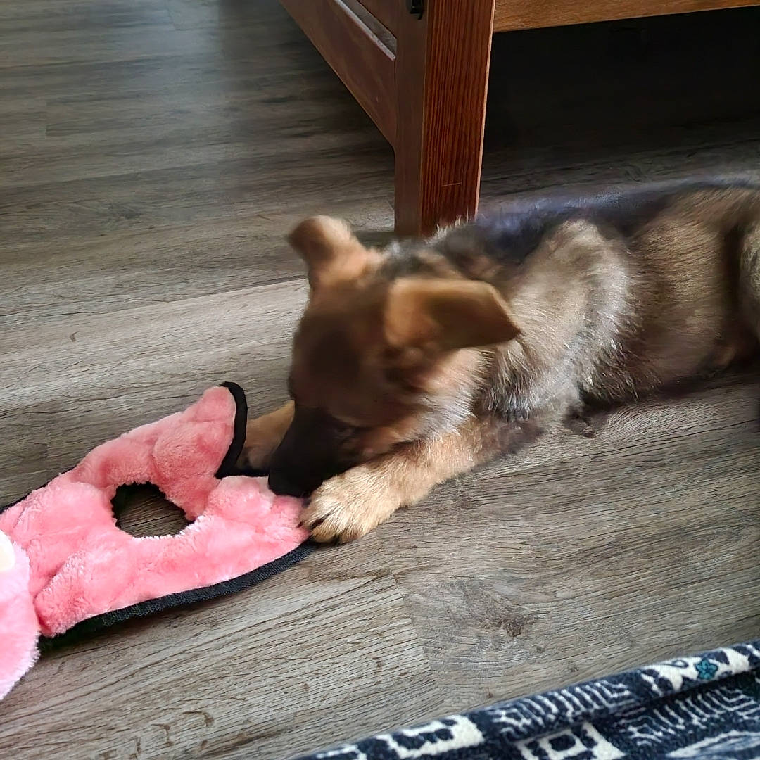 Torvi is registered to the contest to win money with this photo: canidae, canis, carnivore, comfort, companion_dog, dog, dog_breed, fawn, felidae, floor, flooring, fur, hardwood, paw, snout, spitz, sporting_group, tail, whiskers, wood