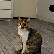 Luna a rejoint le concours — aidez-le/la à gagner de superbes lots ! cat, calico, indoor, floor, wooden_floor, pet, animal, feline, domestic_cat, curious, sitting, looking, ears, tail, door, drawer, room, home, quiet, cozy