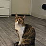 cat, calico, indoor, floor, wooden_floor, pet, animal, feline, domestic_cat, curious, sitting, looking, ears, tail, door, drawer, room, home, quiet, cozy