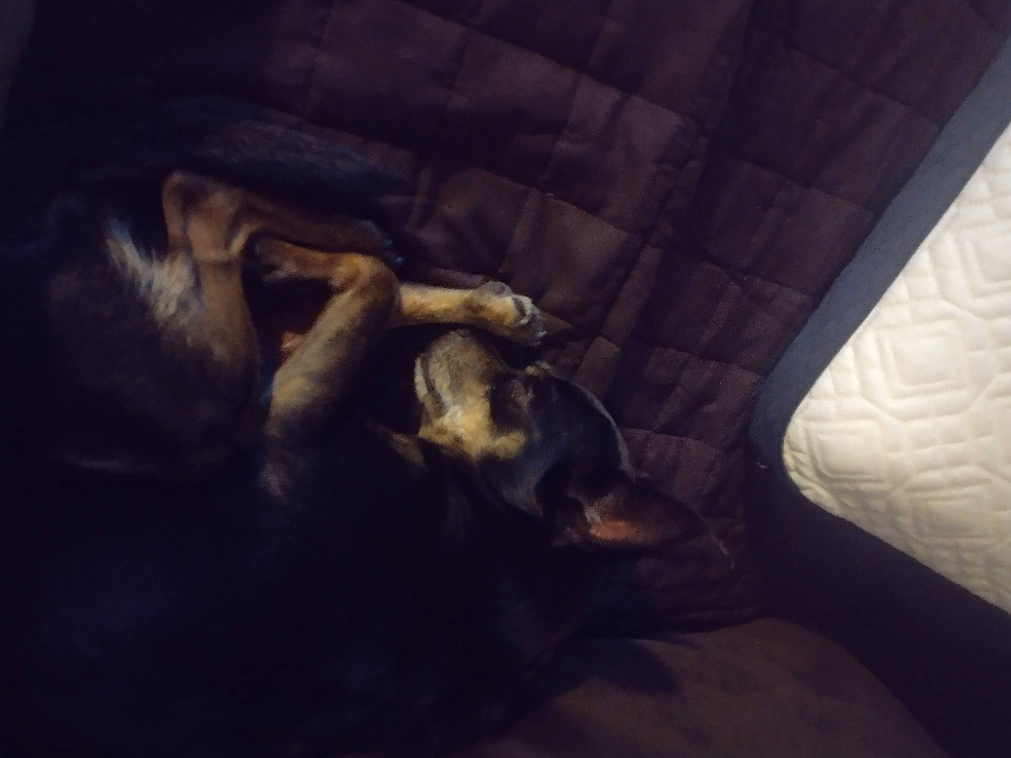 Arthur is registered to the contest to win money with this photo: carnivore, cloud, comfort, companion_dog, darkness, dog, dog_breed, fawn, felidae, fur, human_leg, linens, nap, sky, snout, tail, tints_and_shades, toy_dog, whiskers, wood