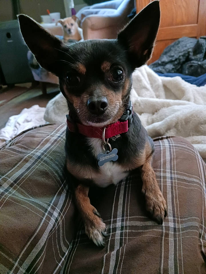 Arthur joined the competition — help win amazing prizes! canidae, carnivore, chihuahua, collar, comfort, companion_dog, dog, dog_breed, dog_supply, ear, fawn, pattern, plaid, russkiy_toy, snout, sporting_group, tartan, toy_dog, whiskers, working_animal