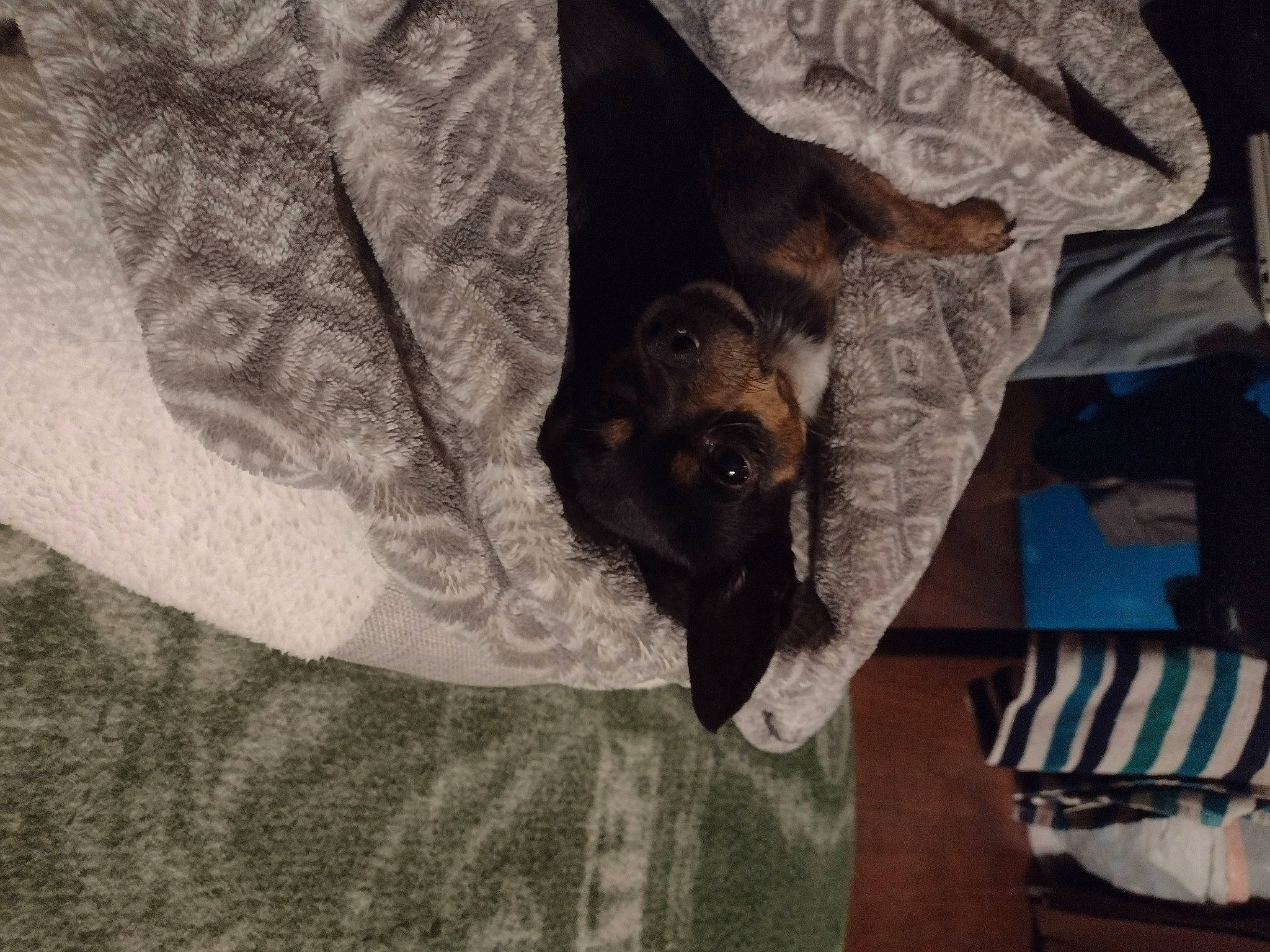 Arthur joined the competition — help win amazing prizes! canidae, carnivore, comfort, companion_dog, dog, dog_breed, fawn, fur, german_shepherd_dog, grey, guard_dog, linens, pattern, small_to_medium_sized_cats, snout, sporting_group, toy_dog, tree, whiskers, working_animal