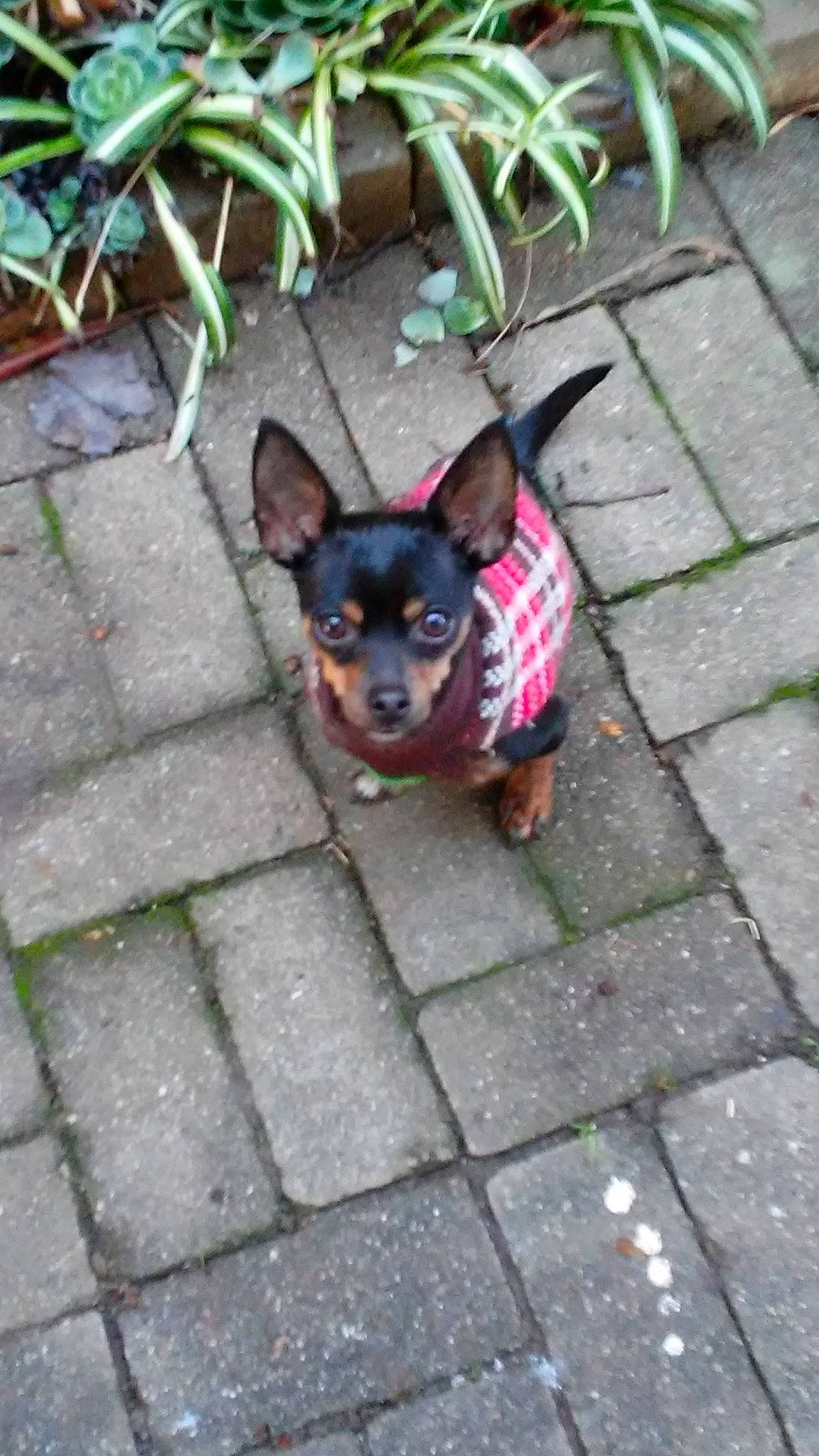 Arthur is registered to the contest to win money with this photo: canidae, carmine, carnivore, chihuahua, companion_dog, dog, dog_breed, dog_supply, fawn, grass, plant, prazsky_krysarik, road_surface, russkiy_toy, sidewalk, snout, sporting_group, toy_dog, whiskers, working_animal