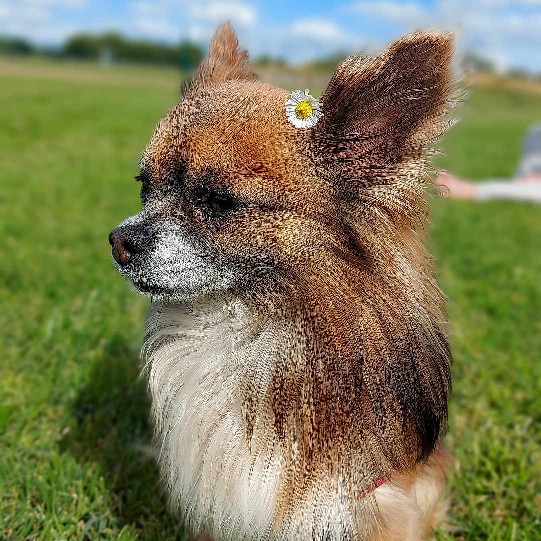 Pablito participe au concours pour gagner de l'argent avec cette photo : animal, brown, calm, clouds, cute, daisy, dog, ear, flower, fluffy, grass, nature, outdoor, pet, portrait, side_view, sky, small_dog, sunny, white