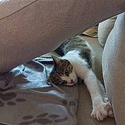 Malow a rejoint le concours — aidez-le/la à gagner de superbes lots ! animal, blanket, cat, comfort, couch, cozy, cute, feline, fur, home, indoor, paws, pet, relaxed, resting, soft, stretching, tabby, whiskers, white