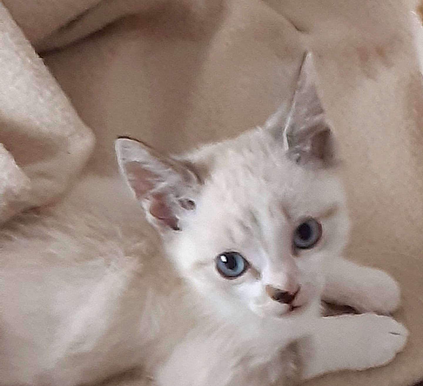 Mickey participe au concours pour gagner de l'argent avec cette photo : asian, burmese, burmilla, carnivore, cat, colorpoint_shorthair, ear, eye, felidae, javanese, khao_manee, kitten, mammal, ojos_azules, ragdoll, small_to_medium_sized_cats, tonkinese, turkish_angora, vertebrate, whiskers