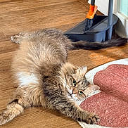 Whiskers is registered to the contest to win money with this photo: cat, fluffy, wooden_floor, heart_shaped_rug, dustpan, broom, indoor, pet, stretching, relaxed, fur, green_eyes, whiskers, paw, tail, cozy, home, flooring, carpet, domestic_animal