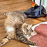 cat, fluffy, wooden_floor, heart_shaped_rug, dustpan, broom, indoor, pet, stretching, relaxed, fur, green_eyes, whiskers, paw, tail, cozy, home, flooring, carpet, domestic_animal