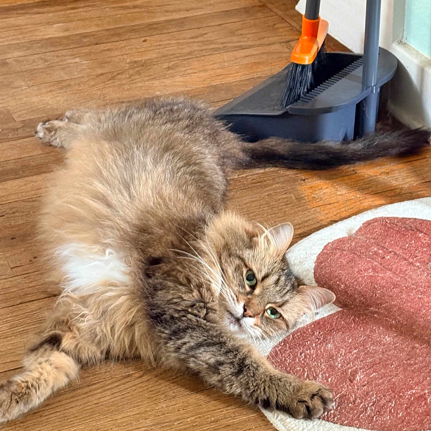 Whiskers is registered to the contest to win money with this photo: cat, fluffy, wooden_floor, heart_shaped_rug, dustpan, broom, indoor, pet, stretching, relaxed, fur, green_eyes, whiskers, paw, tail, cozy, home, flooring, carpet, domestic_animal