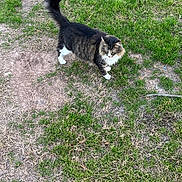 Dundun is registered to the contest to win money with this photo: alert, animal, cat, curious, daylight, feline, fluffy, fur, grass, ground, mammal, nature, outdoor, patchy_grass, pet, tabby, tail, walking, whiskers, white_paws
