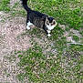 alert, animal, cat, curious, daylight, feline, fluffy, fur, grass, ground, mammal, nature, outdoor, patchy_grass, pet, tabby, tail, walking, whiskers, white_paws