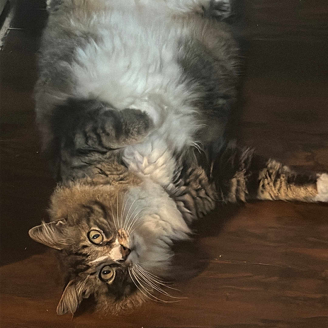 Dundun is registered to the contest to win money with this photo: animal, belly_up, cat, curious, cute, domestic_cat, eyes, feline, floor, fluffy, fur, indoor, lying_down, paws, pet, relaxed, tabby, whiskers, white_fur, wooden_floor
