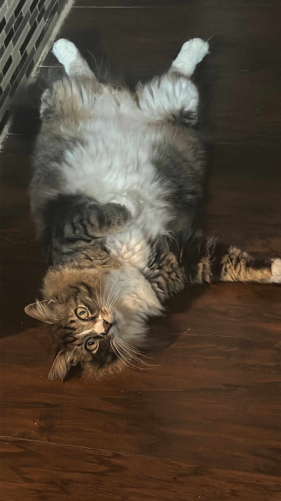 Dundun is registered to the contest to win money with this photo: animal, belly_up, cat, curious, cute, domestic_cat, eyes, feline, floor, fluffy, fur, indoor, lying_down, paws, pet, relaxed, tabby, whiskers, white_fur, wooden_floor