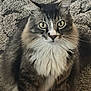 Dundun joined the competition — help win amazing prizes! animal, carpet, cat, cute, domestic, ears, feline, fluffy, fur, indoor, long_hair, pet, portrait, rug, sitting, tabby, whiskers, white_chest, white_paws, yellow_eyes