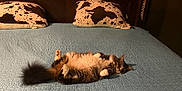 Dundun is registered to the contest to win money with this photo: animal, bed, brown, cat, cozy, fluffy, fur, furniture, home, indoor, lying_down, pet, pillow, quilt, relaxed, resting, sleepy, tail, two_pillows, wood