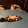 animal, bed, brown, cat, cozy, fluffy, fur, furniture, home, indoor, lying_down, pet, pillow, quilt, relaxed, resting, sleepy, tail, two_pillows, wood