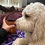 Stella is registered to the contest to win money with this photo: dog, white_dog, curly_fur, blanket, purple_blanket, hand, mug, brown_mug, indoor, living_room, lamp, couch, furniture, cozy, pet, animal, relaxing, close_up, side_view, domestic