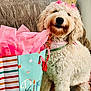 dog, birthday, crown, gift_bag, pink_tissue_paper, white_fur, curly_fur, accessories, celebration, indoor, close_up, pet, cute, smiling, portrait, decorations, party, happy, seated, furry