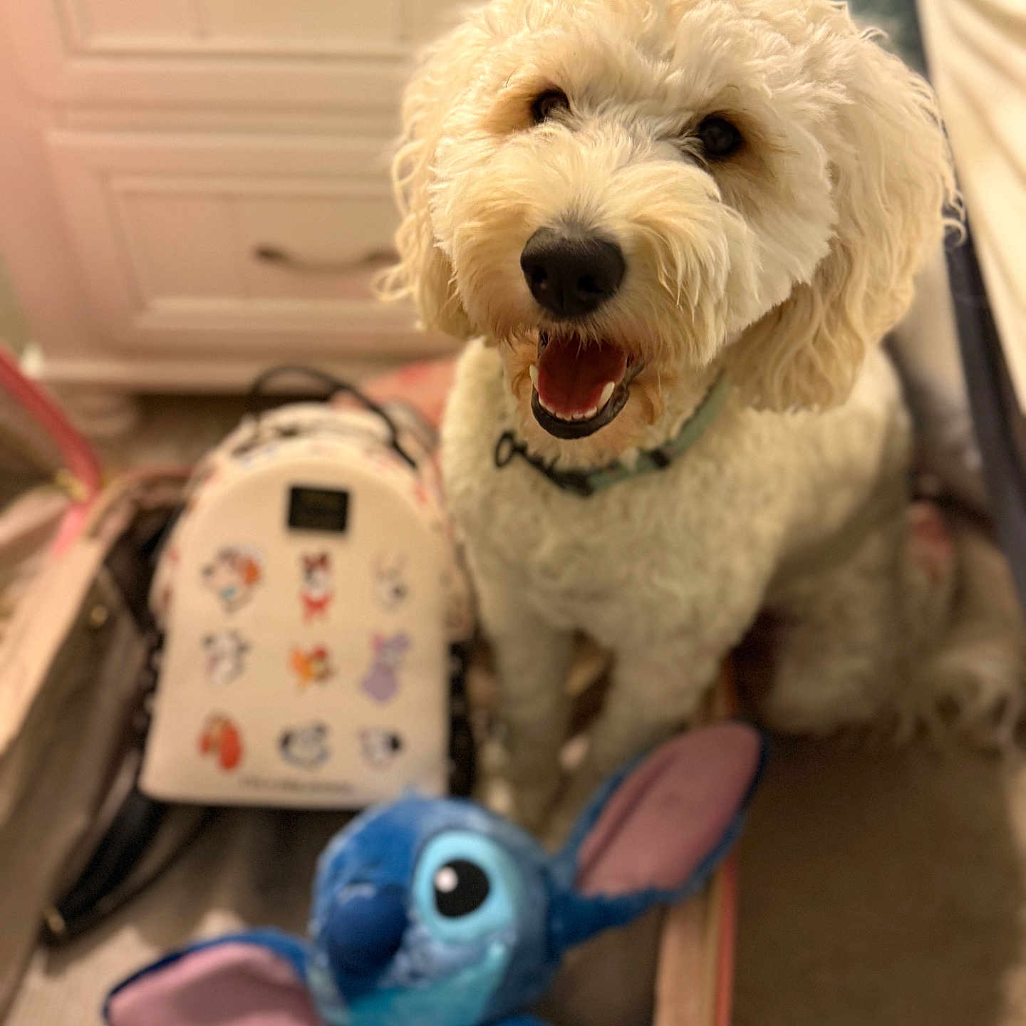 Stella joined the competition — help win amazing prizes! backpack, bedroom, cabinet, carpet, closeup, collar, cute, dog, fluffy, furniture, happy, indoor, open_suitcase, pet, plush, smiling, stuffed_toy, suitcase, toy, white_dog