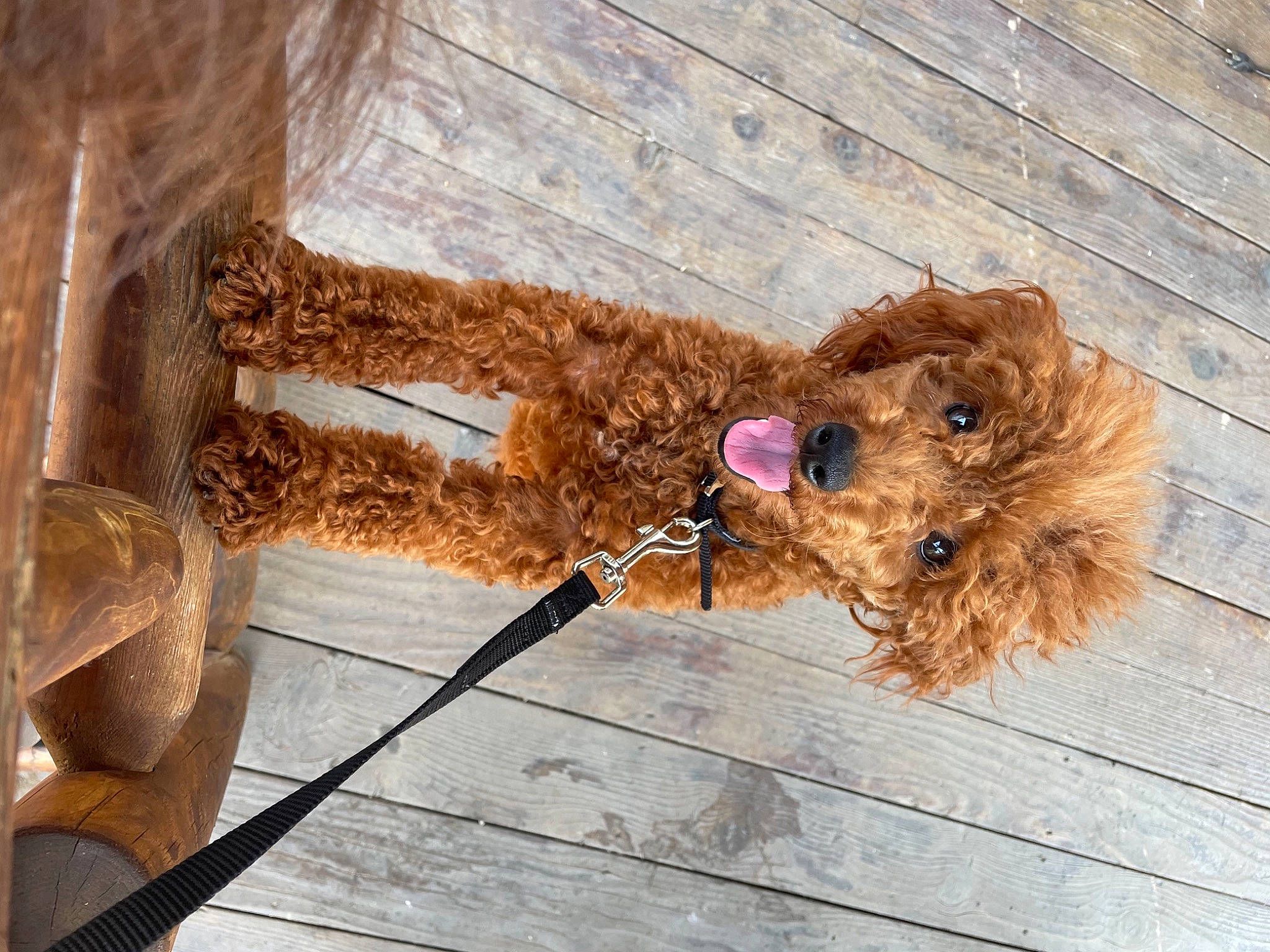 Tommy joined the competition — help win amazing prizes! carnivore, collar, companion_dog, dog, dog_breed, dog_collar, dog_supply, fawn, flooring, fur, hardwood, leash, liver, pet_supply, sidewalk, stuffed_toy, toy, wood, wood_stain, working_animal