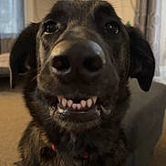 Nova joined the competition — help win amazing prizes! dog, smiling, indoor, pet, animal, black_fur, canine, close_up, teeth, happy, living_room, curtains, furniture, carpet, collar, ears, face, nose, tongue, friendly