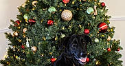 Nova is registered to the contest to win money with this photo: canine, celebration, christmas_tree, decorations, dog, festive, fur, gold, green, holiday, home, indoor, joy, lights, ornaments, pet, red, seasonal, smiling, tree_skirt