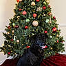 Nova is registered to the contest to win money with this photo: dog, christmas_tree, ornaments, holiday, decorations, lights, red, gold, green, tree_skirt, indoor, pet, smiling, festive, celebration, seasonal, fur, canine, home, joy