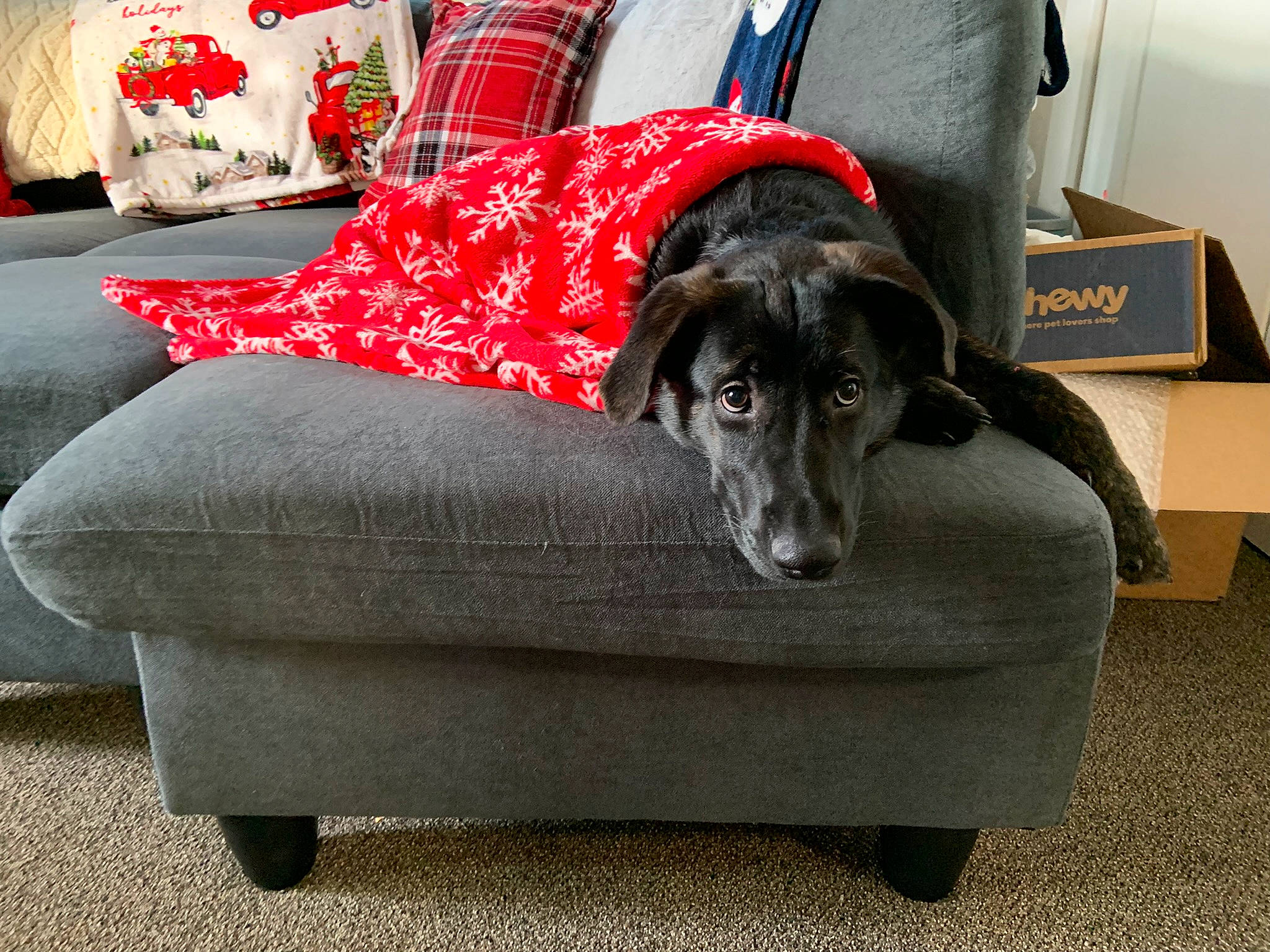 Nova joined the competition — help win amazing prizes! canidae, carnivore, chair, comfort, companion_dog, couch, dog, dog_breed, dog_supply, flooring, fur, furniture, living_room, pattern, pillow, rectangle, room, sporting_group, studio_couch, working_animal