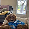 Griffin is registered to the contest to win money with this photo: dog, brown_dog, sports_jersey, couch, living_room, pillows, window, quilt, relaxing, pet, fur, indoor, furniture, cozy, home, natural_light, canine, resting, comfort, domestic_animal