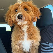 Griffin joined the competition — help win amazing prizes! puppy, dog, curly_fur, brown_fur, white_chest, car_interior, seat, person, arm, black_shirt, flag_design, window, daylight, cute, pet, animal, portrait, fur_texture, looking_up, indoor