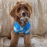 Griffin is registered to the contest to win money with this photo: dog, puppy, brown_fur, blue_jersey, detroit, nfl, couch, quilted, indoor, pet, cute, sitting, fluffy, fur, attentive, portrait, animal, companion, domestic, cozy