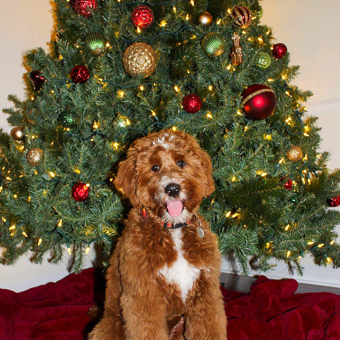 Griffin joined the competition — help win amazing prizes! dog, puppy, christmas_tree, ornaments, christmas_lights, red_blanket, holiday, festive, decorations, indoor, pet, furry, cute, smiling, tongue_out, celebration, greenery, seasonal, cozy, home