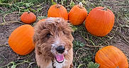 Griffin joined the competition — help win amazing prizes! dog, puppy, pumpkin, pumpkin_patch, field, vines, outdoor, nature, greenery, soil, plants, fall, autumn, happy, cute, pet, leash, tongue_out, fluffy, brown