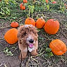 dog, puppy, pumpkin, pumpkin_patch, field, vines, outdoor, nature, greenery, soil, plants, fall, autumn, happy, cute, pet, leash, tongue_out, fluffy, brown