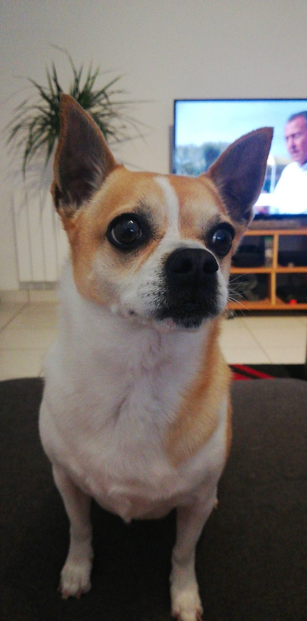 Snoopy participe au concours pour gagner de l'argent avec cette photo : ancient_dog_breeds, boston_terrier, canidae, carnivore, chihuahua, companion_dog, corgi_chihuahua, dog, dog_breed, ear, fawn, mammal, non_sporting_group, nose, puppy, rare_breed_dog, snout, toy_dog, vertebrate, whiskers