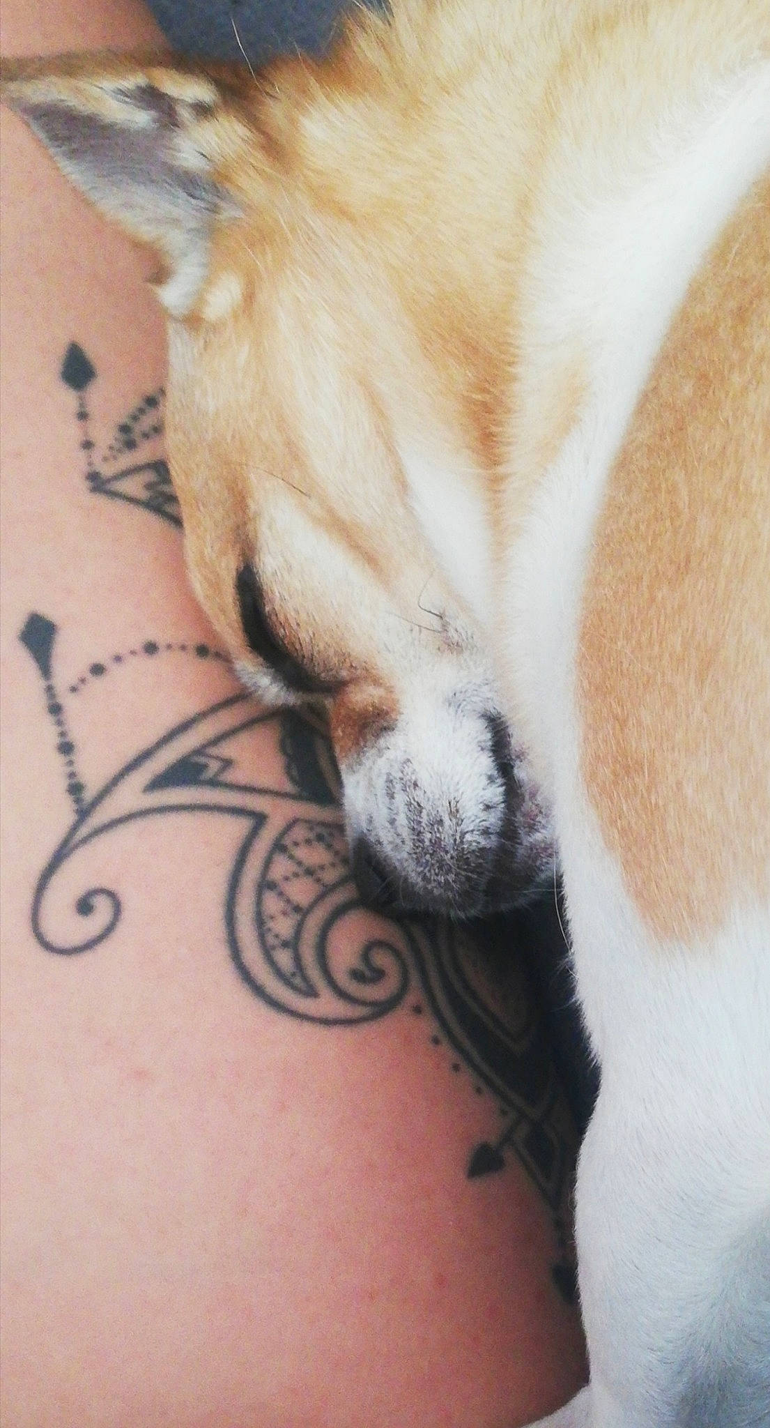 Snoopy participe au concours pour gagner de l'argent avec cette photo : arm, canidae, carnivore, dog, ear, fawn, non_sporting_group, nose, paw, pembroke_welsh_corgi, puppy, skin, snout, tattoo, welsh_corgi, whiskers
