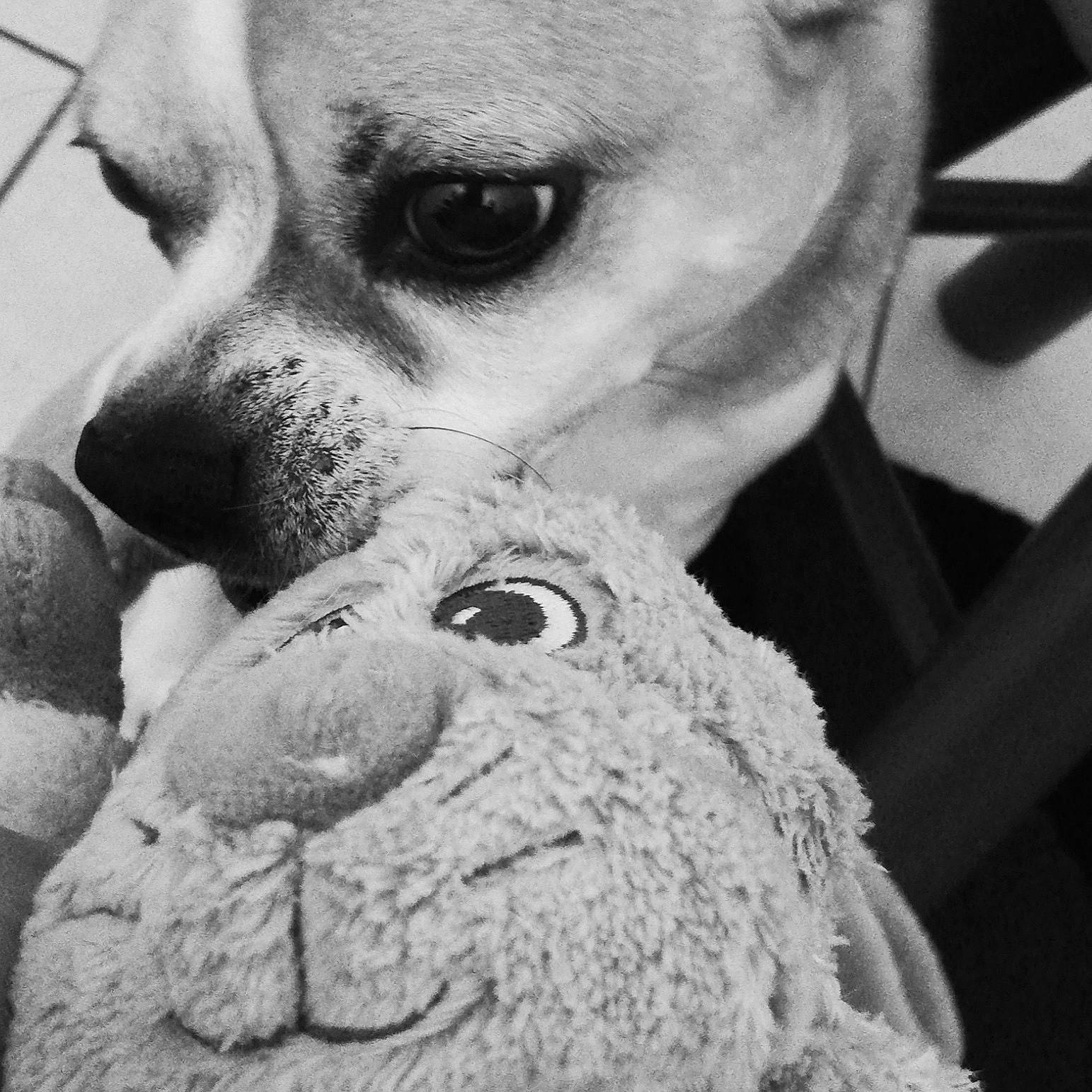 Snoopy a rejoint le concours — aidez-le/la à gagner de superbes lots ! ancient_dog_breeds, black_and_white, boxer, canidae, carnivore, companion_dog, dog, dog_breed, ear, eye, fur, head, monochrome, non_sporting_group, nose, photography, snout, whiskers