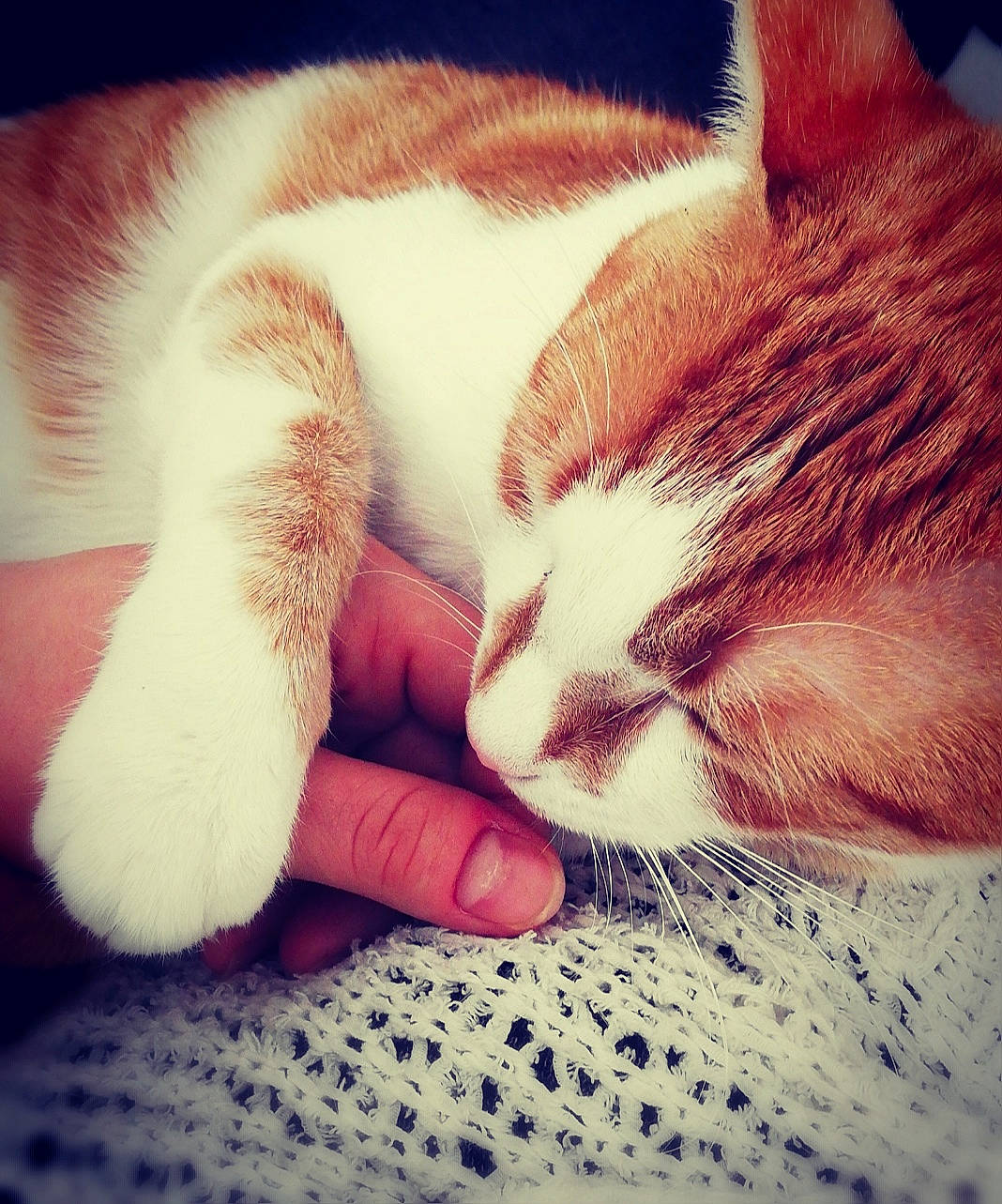 Tazz participe au concours pour gagner de l'argent avec cette photo : carnivore, cat, cloud, ear, eye, felidae, fur, hand, hug, kitten, leg, love, nap, nose, paw, sky, sleep, small_to_medium_sized_cats, snout, whiskers