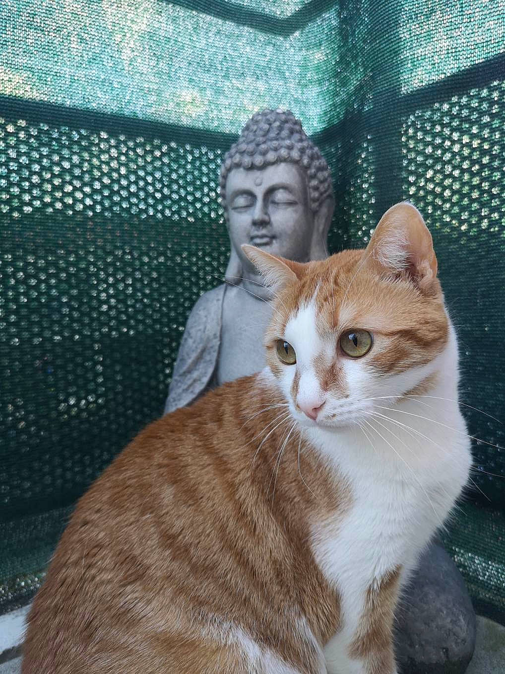 Tazz participe au concours pour gagner de l'argent avec cette photo : aegean_cat, american_wirehair, arabian_mau, asian, carnivore, cat, domestic_short_haired_cat, european_shorthair, fawn, felidae, fur, mammal, small_to_medium_sized_cats, tabby_cat, tail, whiskers